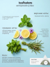Мята, мелисса, вербена